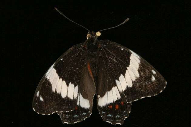 Image of Limenitis arthemis rubrofasciata Barnes & McDunnough 1916