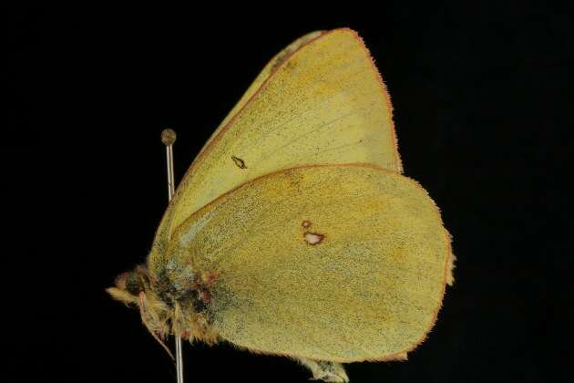 Image of Giant Sulphur