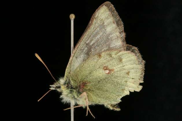 Image of Labrador Sulphur