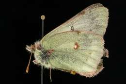 Image of Labrador Sulphur