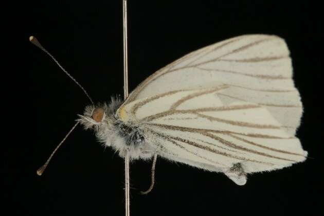 Image of Mustard White