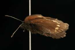 Image of Erebia pawloskii