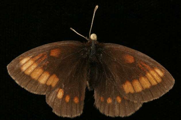 Image of Erebia pawloskii