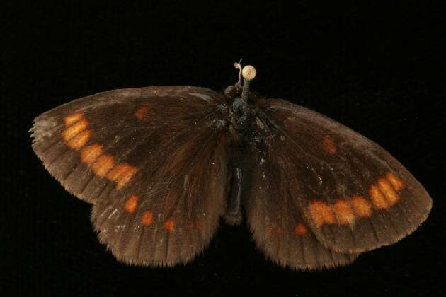 Image of Erebia pawloskii