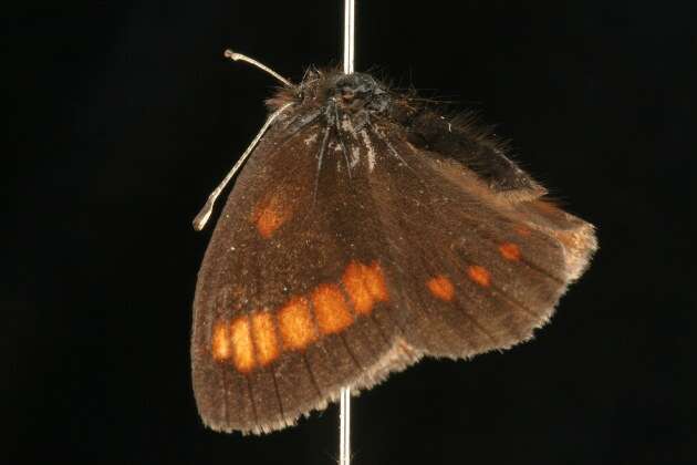 Image of Erebia pawloskii