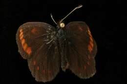 Image of Erebia pawloskii