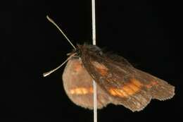 Image of Erebia pawloskii