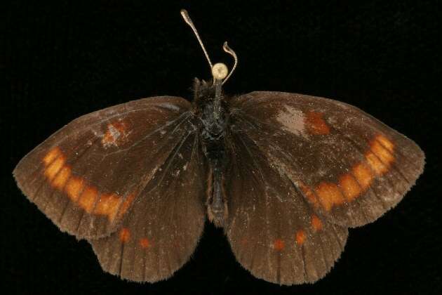 Image of Erebia pawloskii