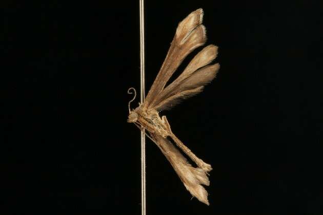 Image of Paraplatyptilia albiciliatus (Walsingham 1880)