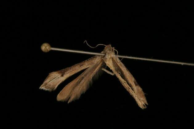 Paraplatyptilia albiciliatus (Walsingham 1880) resmi