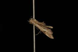 Image of Paraplatyptilia albiciliatus (Walsingham 1880)