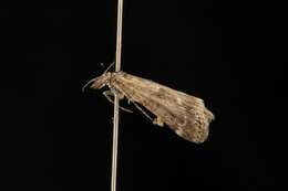 Image of Highland Grey