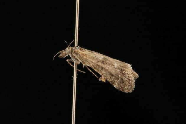 Image of Highland Grey