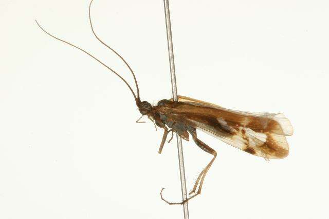 صورة Limnephilus hageni Banks 1930