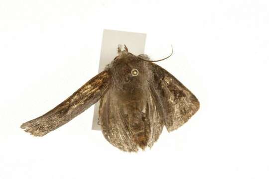 Image of Agrotis ruta Eversmann 1851