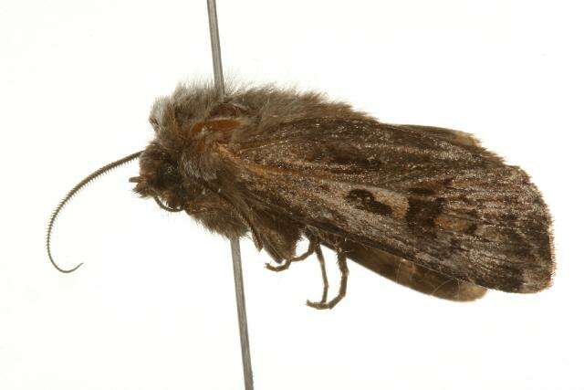 Image of Agrotis ruta Eversmann 1851