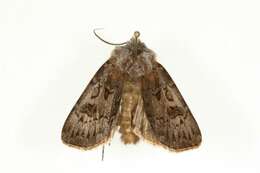 Image of Agrotis ruta Eversmann 1851