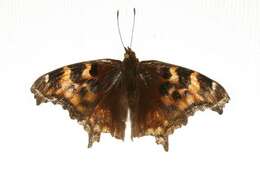 Image of compton tortoiseshell