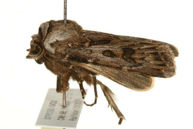 Image of Agrotis ruta Eversmann 1851