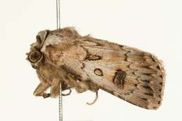 Image of Agrotis ruta Eversmann 1851