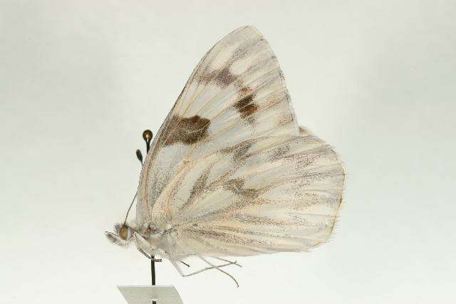 Image of Checkered White