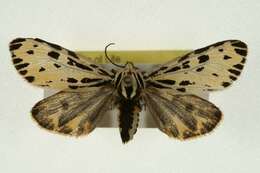 Image of Grammia quenseli