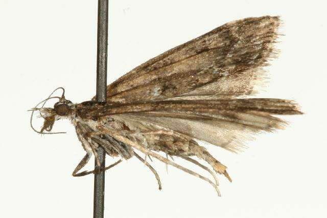 Image of Highland Grey