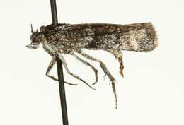 Image of Polopeustis arctiella Gibson 1920