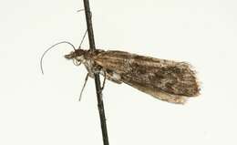 Image of Highland Grey