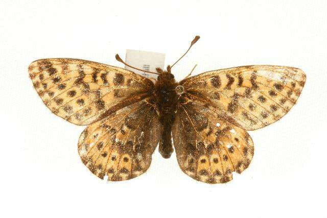 Image of Polaris Fritillary