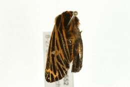 Image of <i>Grammia speciosa</i>