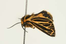 Image of <i>Grammia speciosa</i>