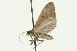 Image of Eupithecia gelidata Möschler 1860