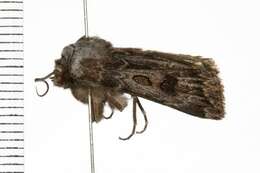 Image of Agrotis ruta Eversmann 1851