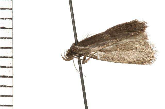 Image of Agonopterix gelidella Busck 1908