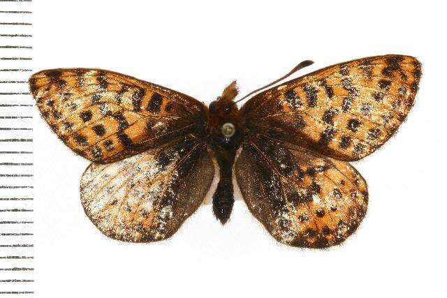 Image of Polaris Fritillary