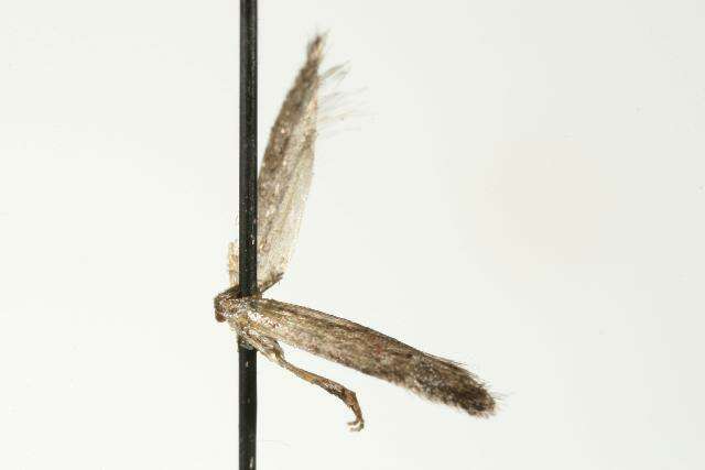 Image of <i>Neotelphusa sequax</i>