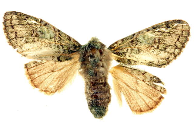 Image of Desmeocraera octoginta Hampson 1910