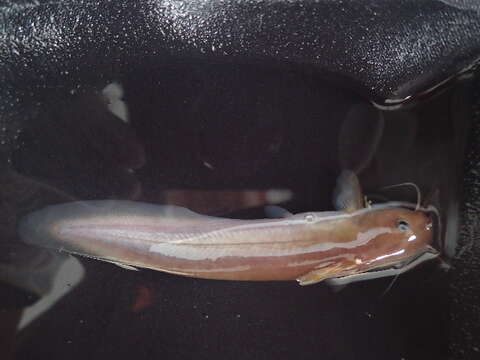 Image of eeltail catfishes