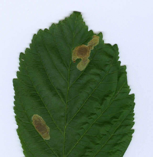 Image of horse-chestnut leaf miner