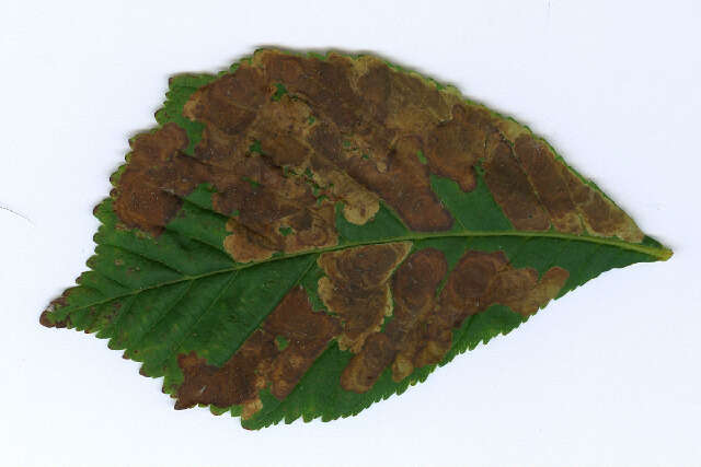 Image of horse-chestnut leaf miner