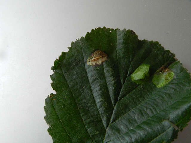 Phyllonorycter stettinensis (Nicelli 1852)的圖片