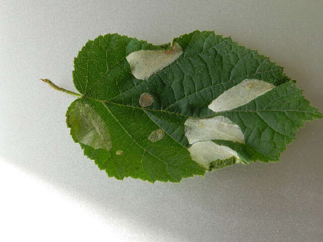 Image de Phyllonorycter coryli (Nicelli 1851)