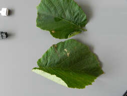 Image of Hazel Slender