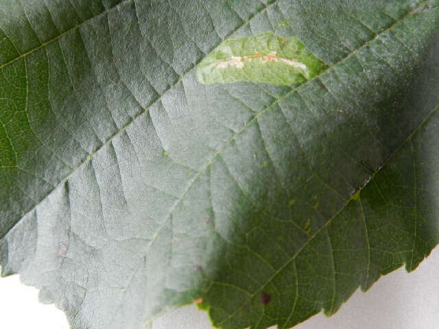 Phyllonorycter stettinensis (Nicelli 1852)的圖片