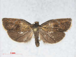 Image of leches twist moth