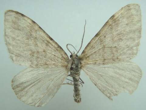 Image of Xanthorhoe majorata Heydemann 1936