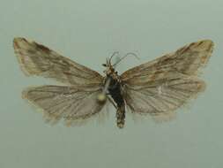 Image of Cochylimorpha