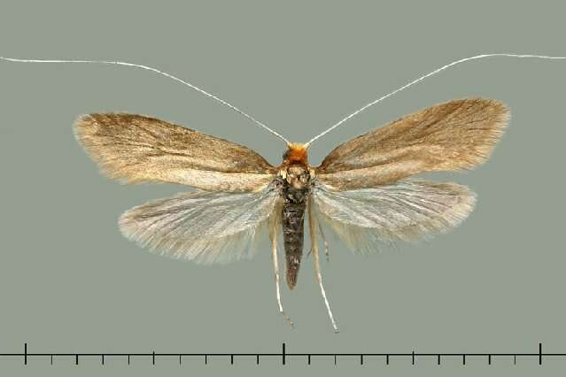 Image of Nematopogoninae