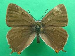 Image of Brown Hairstreak